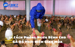 5+ Cách Phòng Ngừa Bệnh Cho Gà Đá Thời Điểm Giao Mùa